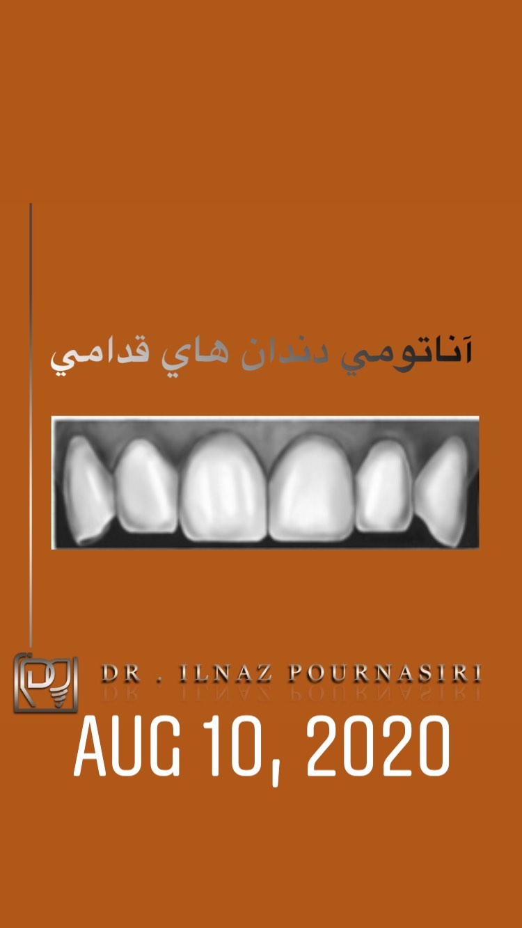 آناتومی دندان های قدامی